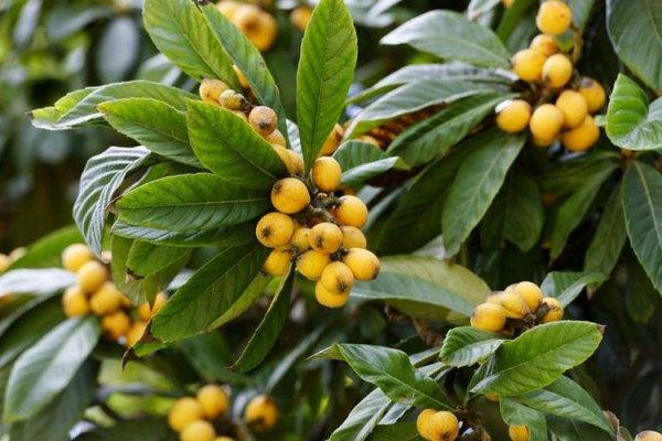 为什么说枇杷树是凶树