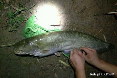夜钓鲶鱼绝招 晚上怎么可以轻松快速地野钓大鲶鱼