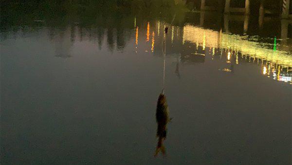 夜钓鲶鱼绝招