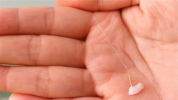 野钓大鲫鱼饵用什么