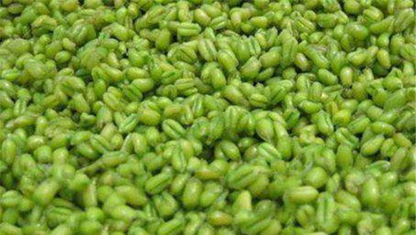 野钓大鲫鱼饵用什么