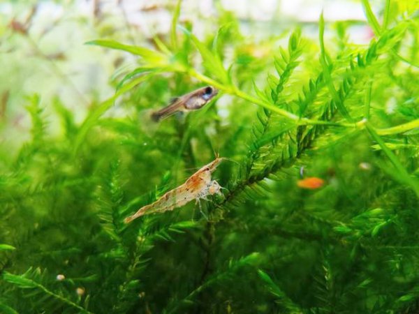 30只黑壳虾多久爆缸