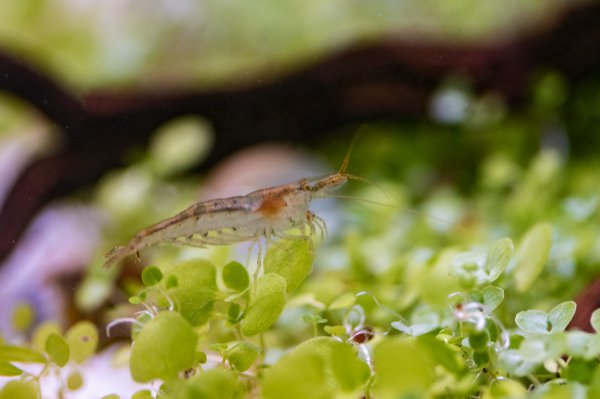 30只黑壳虾多久爆缸