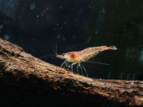 30只黑壳虾多久爆缸