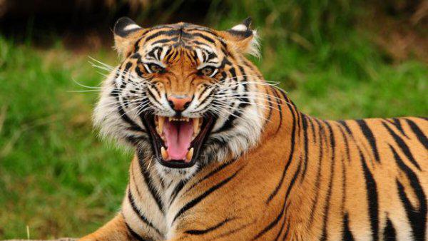 十二生肖这辈子能赚多少钱?