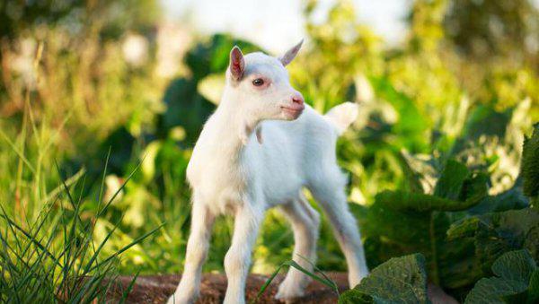 十二生肖这辈子能赚多少钱？