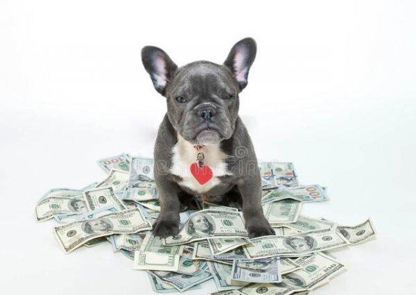 十二生肖这辈子能赚多少钱？