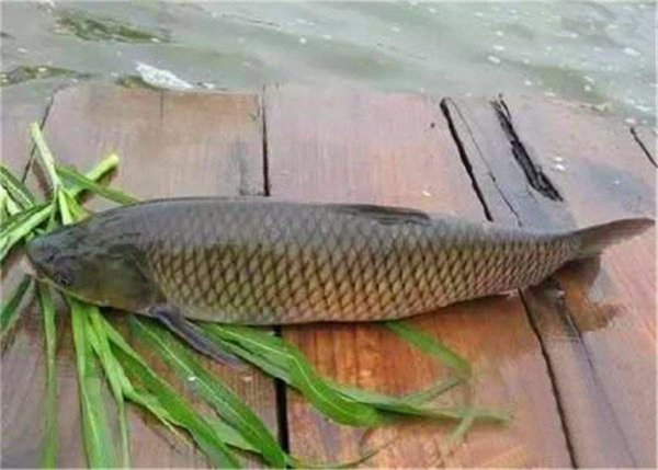鲩鱼和草鱼的区别在哪里