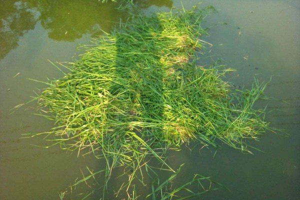 鲩鱼和草鱼的区别在哪里