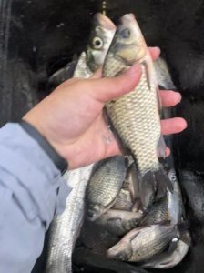 鲤鱼和鲫鱼的区别都有哪些 鲤鱼和鲫鱼有什么区别