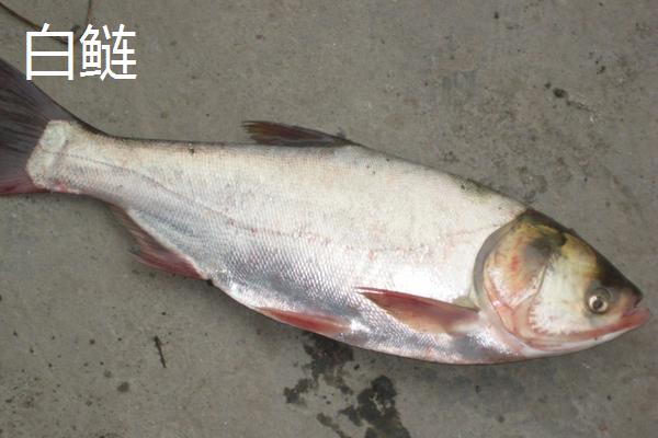 胖头鱼是什么鱼的品种