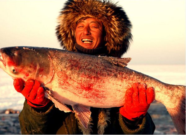 胖头鱼是什么鱼的品种