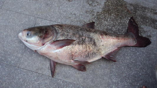 胖头鱼是什么鱼的品种
