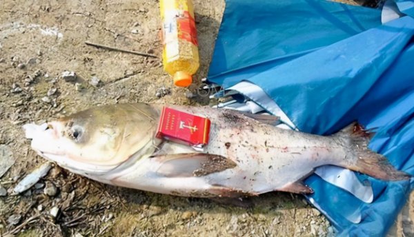 胖头鱼是什么鱼的品种