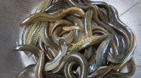 钓大罗非的最佳饵料是什么