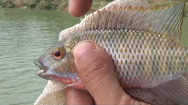 钓大罗非的最佳饵料是什么