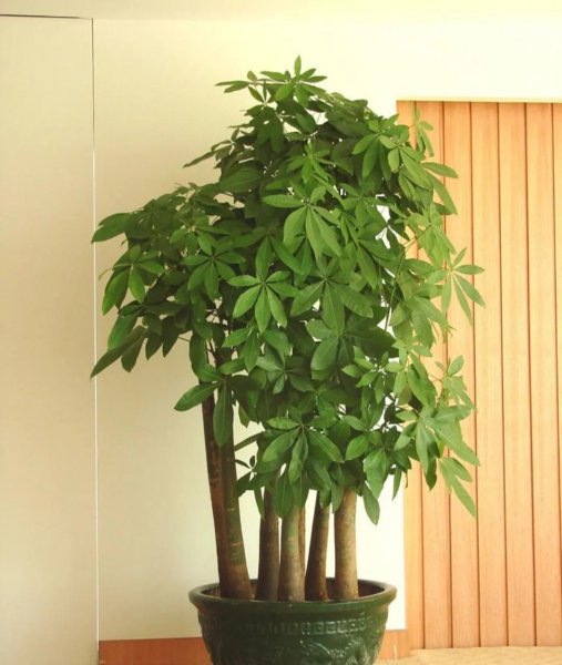 客厅养什么绿植最旺家