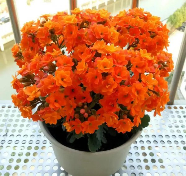 客厅养什么绿植最旺家