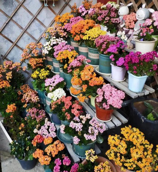 客厅养什么绿植最旺家