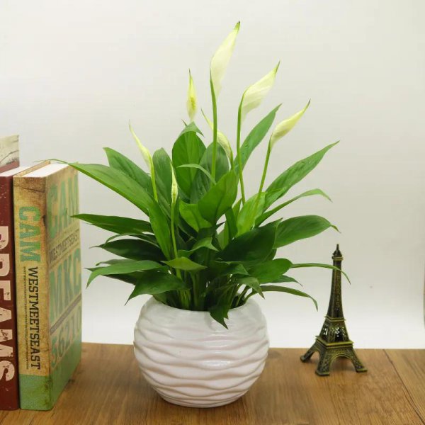 客厅养什么绿植最旺家