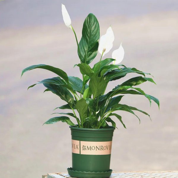 客厅养什么绿植最旺家