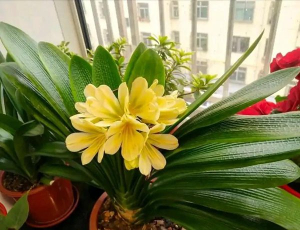 客厅养什么绿植最旺家