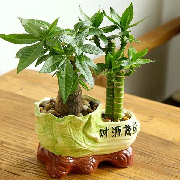 客厅养什么绿植最旺家