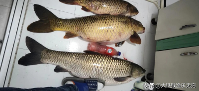 野钓大鲤鱼简单方法介绍 野钓如何钓大鲤鱼技巧大全