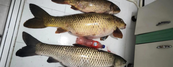 野钓大鲤鱼简单方法介绍