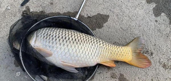 野钓大鲤鱼简单方法介绍