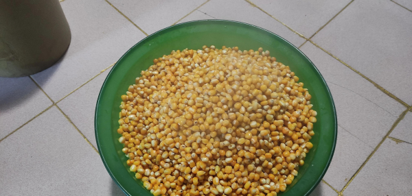 野钓大鲤鱼简单方法介绍