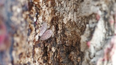 介壳虫专用杀虫剂 彻底消灭介壳虫用什么药最有效