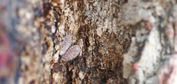 介壳虫专用杀虫剂