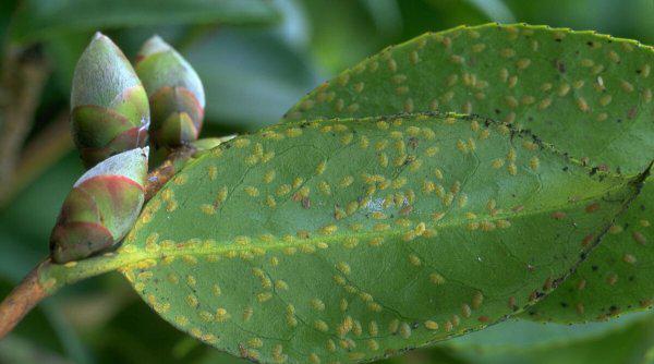 介壳虫专用杀虫剂