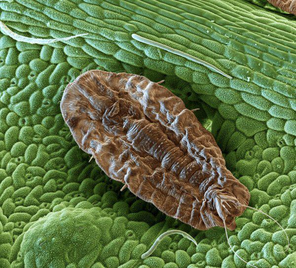 介壳虫专用杀虫剂