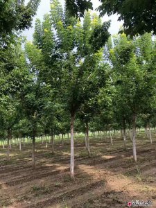 现在种什么树最有前景 哪些苗木需求量大可以放心种植