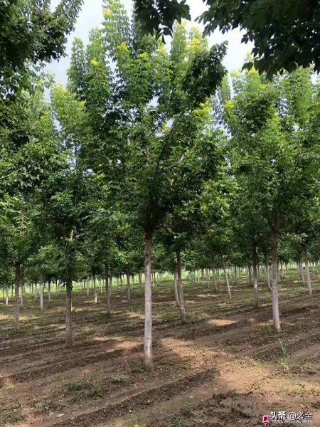 现在种什么树最有前景