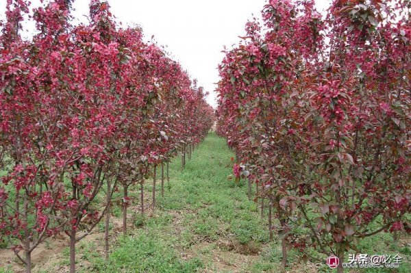 现在种什么树最有前景