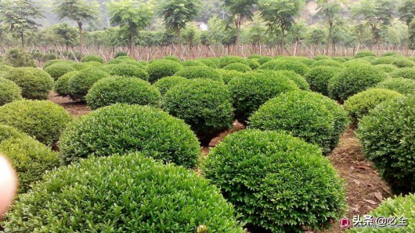 现在种什么树最有前景