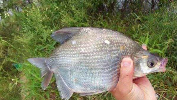 野钓钓鳊鱼一般离底多少