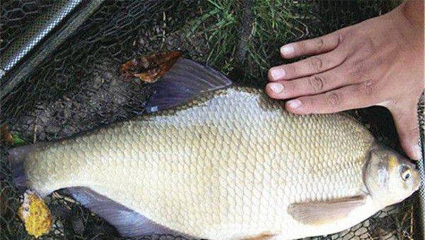 野钓钓鳊鱼一般离底多少