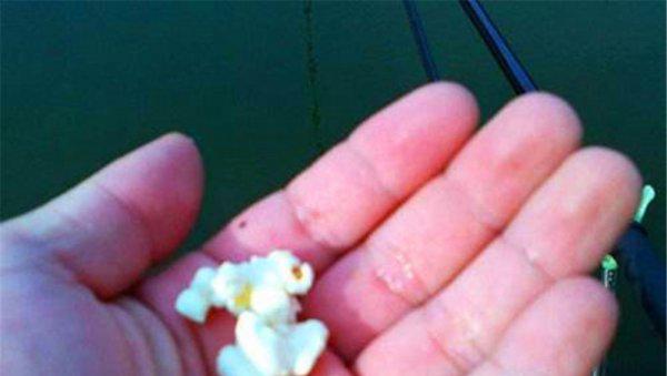 野钓钓鳊鱼一般离底多少