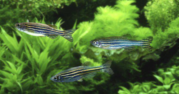 斑马鱼养殖方法和注意事项