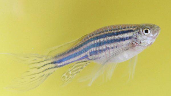 斑马鱼养殖方法和注意事项