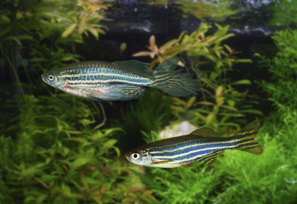 斑马鱼养殖方法和注意事项