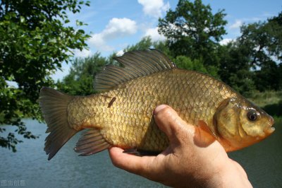 春钓鲫鱼用什么饵最好 商品饵适不适合春季钓鲫鱼呢