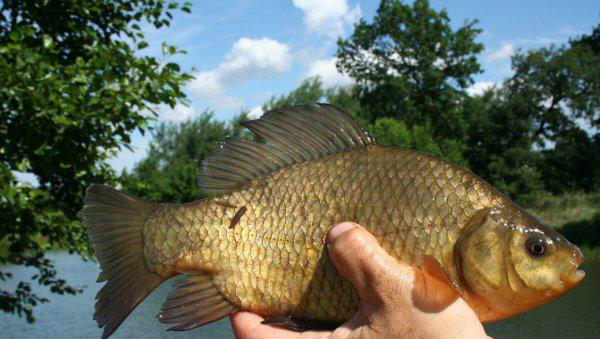 春钓鲫鱼用什么饵最好