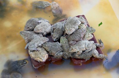青蛙怎么养长得快 人工养殖的青蛙吃什么饲料比较好