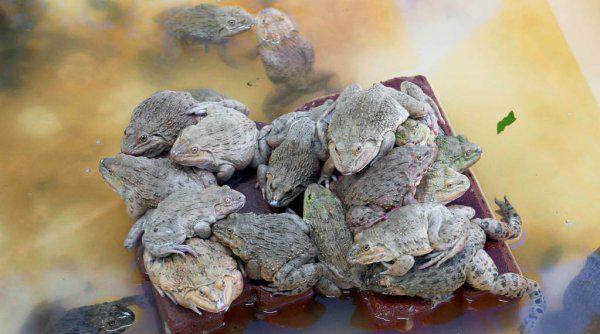 青蛙怎么养长得快