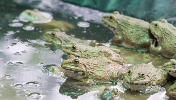 青蛙怎么养长得快